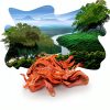 New Lanka Organic Mace Spice Certified Ceylon Grocery-4